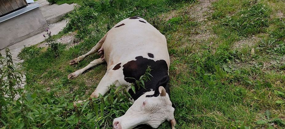Труп коровы, которая умерла под окнами дома на Пионерской, увезли