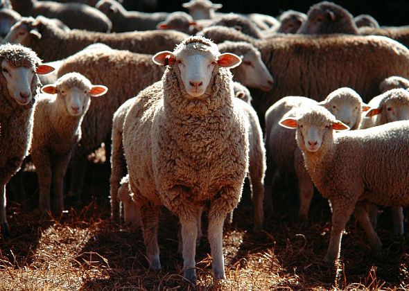 Мясо — в помойку, труд — в трубу: У горожанина собаки загрызли баранов, рассказываем, что решил суд