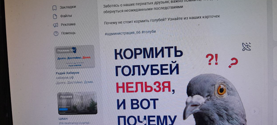 Администрация Североуральска рекомендовала горожанам не кормить голубей
