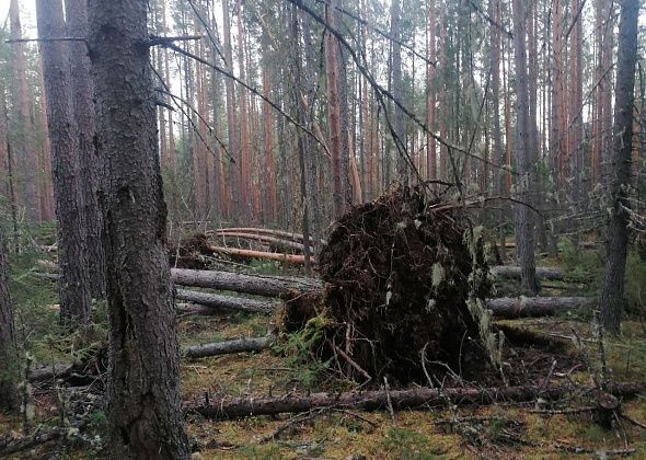 Ветровал: почему в лесу падают деревья?