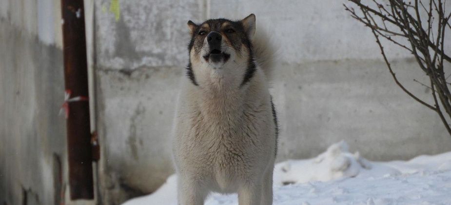 Ловец не идет к зверю. Эколог администрации рассказала, почему мэрия Североуральска “не отыграла” контракт на отлов бродячих собак