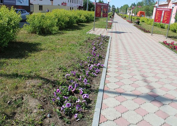 2 миллиона рублей на озеленение города, Черемухово, Кальи. Высадят тагетесы, петуньи, георгины