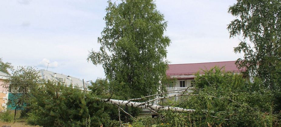 Береза за управлением образования упала (фотофакт)