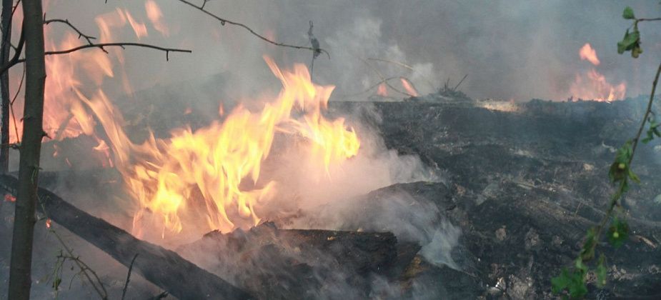 Область выплатит 50 000 рублей ликвидаторам лесных пожаров