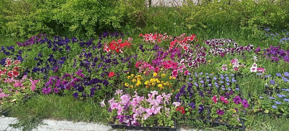 Депутаты обсудили озеленение и скос травы. Подрядчик работает добросовестно