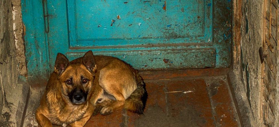 Отлавливать бродячих собак в Североуральске пока некому