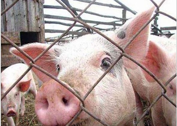 Администрация разработала план по предупреждению африканской чумы свиней