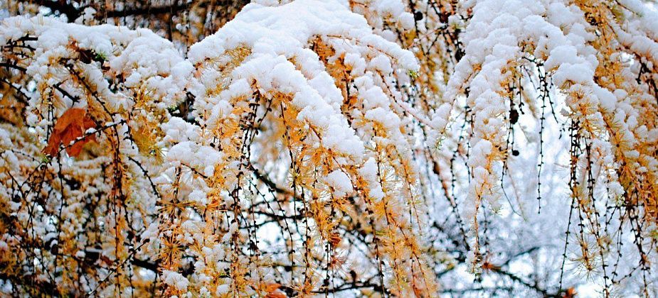 Ноябрьское трехзвучие зимы