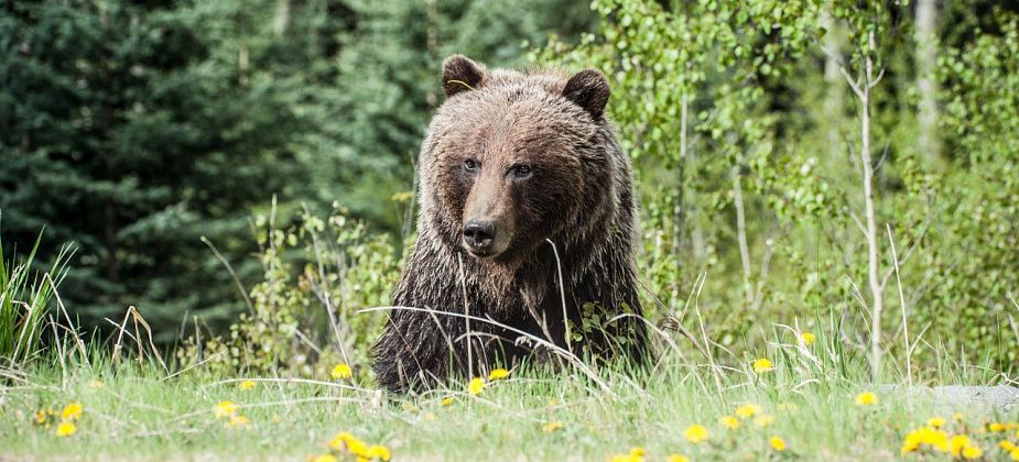 Ходите в лес “громко” - медведь всегда уступит вам дорогу. Он нынче сытый